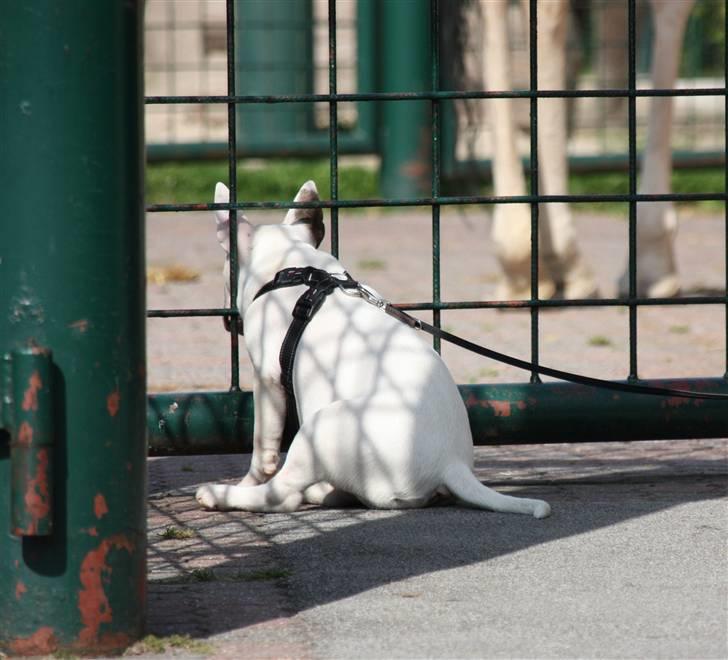 Bullterrier WB´s Auricle Amy (Båtte) - Så er der dømt hundefjernsyn - det er på kanal "giraf/Aalborg Zoo"  ;) billede 19
