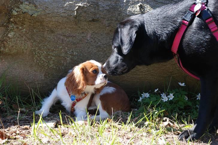 Labrador retriever Molly billede 14