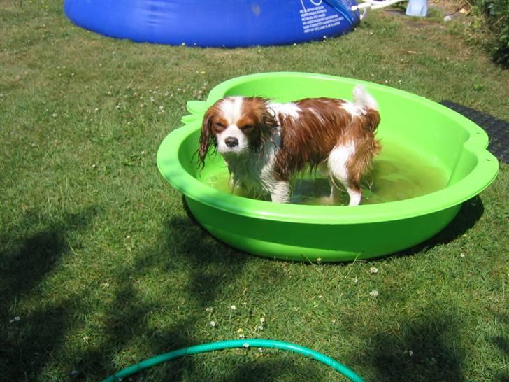 Cavalier king charles spaniel Hans Jørgen billede 12