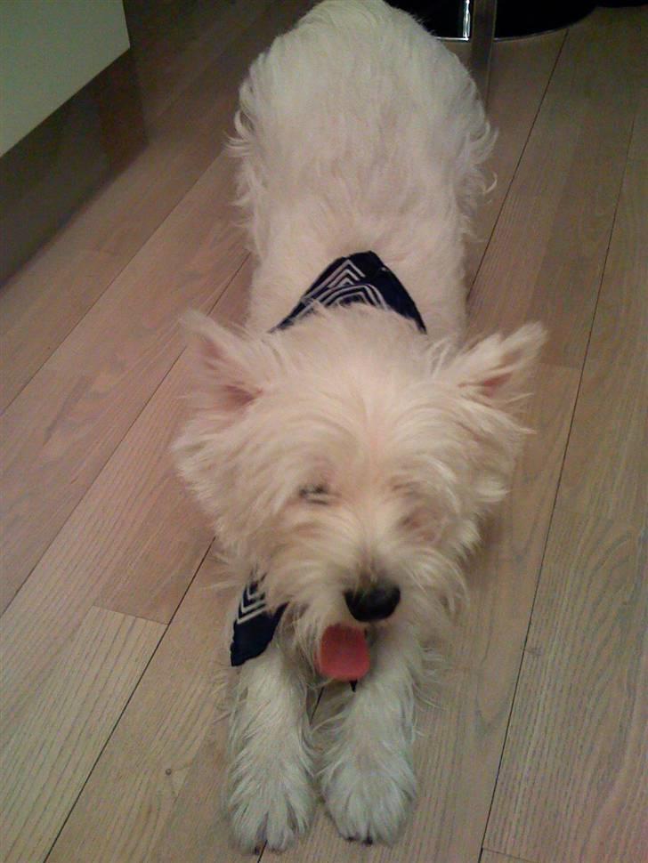 West highland white terrier Victor billede 9