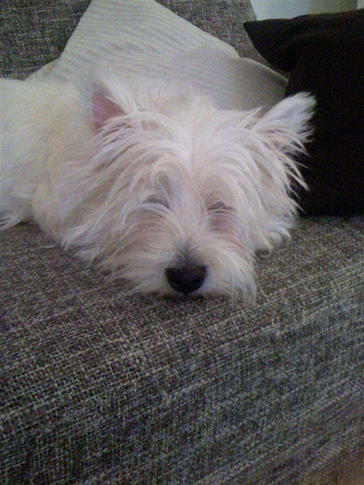 West highland white terrier Victor billede 12