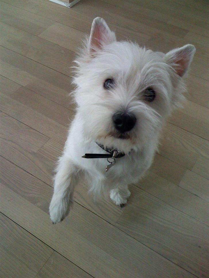 West highland white terrier Victor - Jeg er lige kommet fra frisøren efter en trimning. billede 13