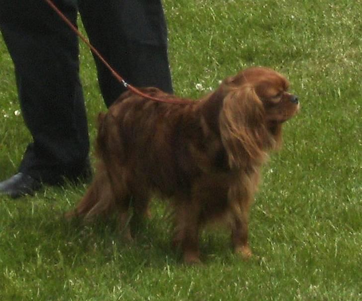 Cavalier king charles spaniel Topper - På udstiling billede 4