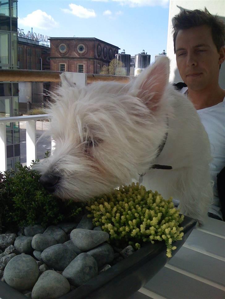 West highland white terrier Victor billede 15