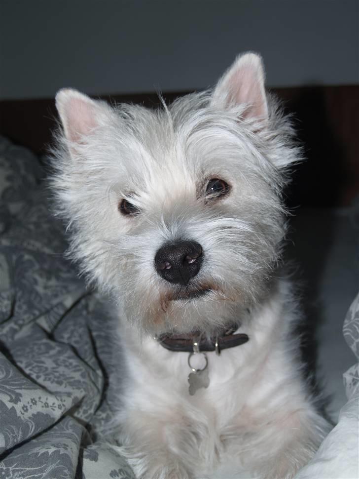 West highland white terrier Victor billede 16