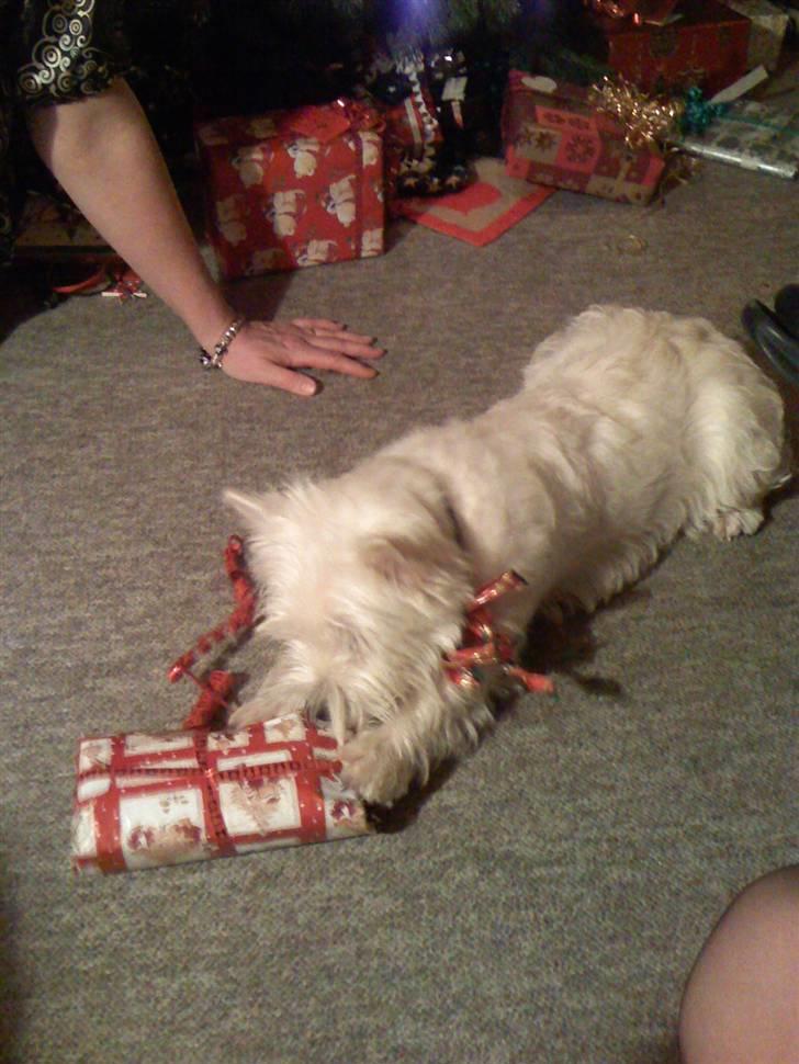 West highland white terrier Victor - Jeg kan godt selv pakke mine gaver op. billede 18