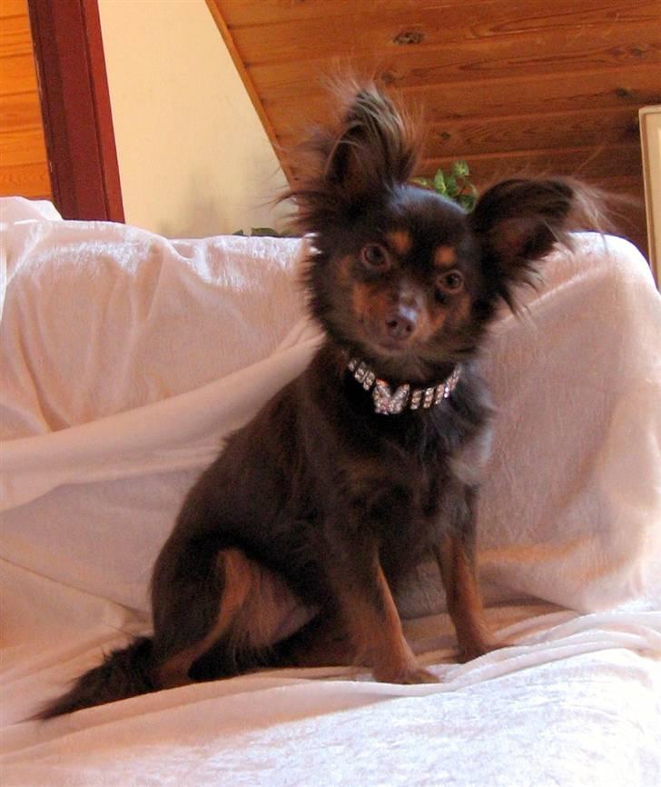 Chihuahua Diva billede 12