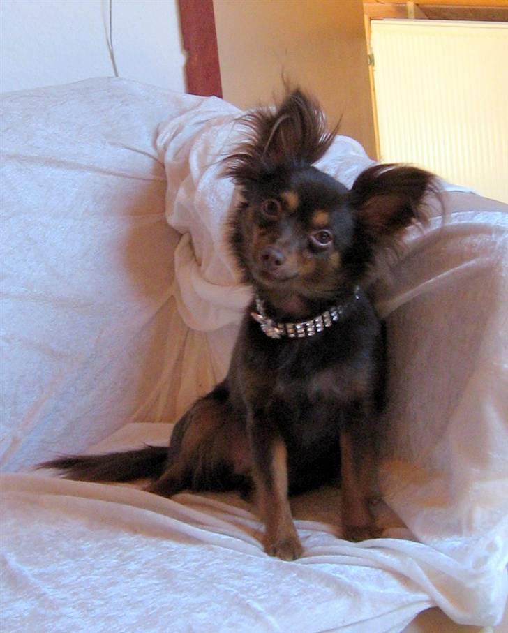 Chihuahua Diva billede 13