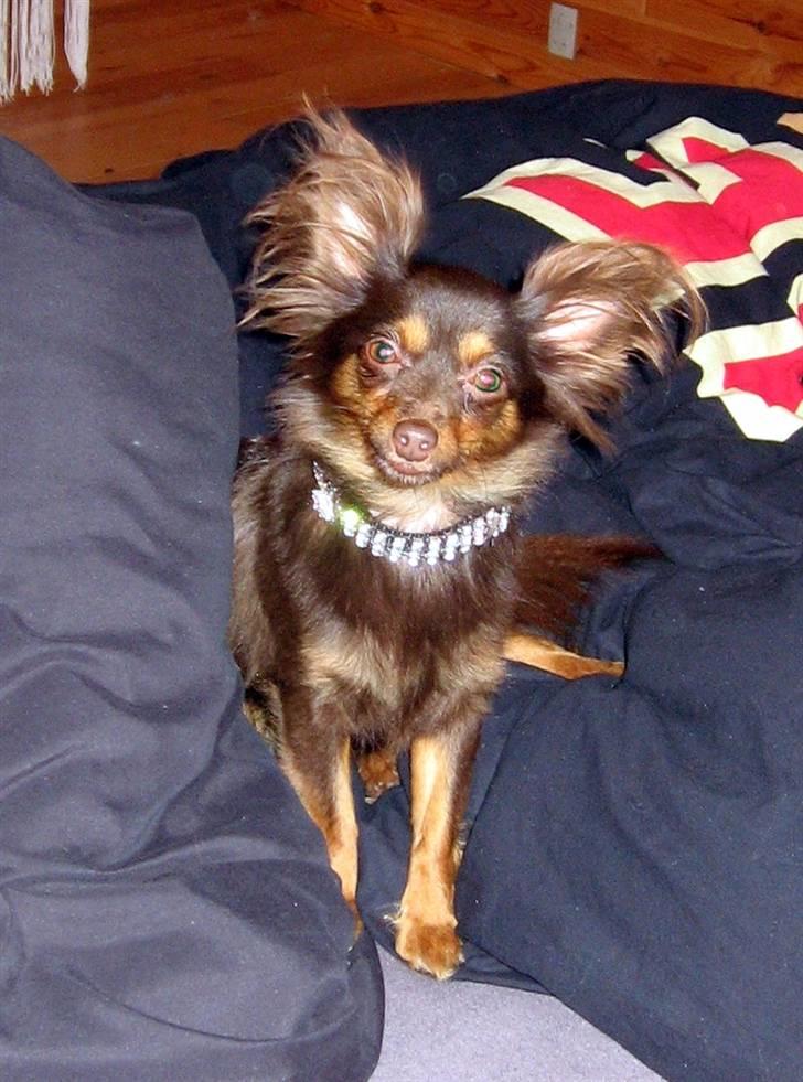 Chihuahua Diva billede 14