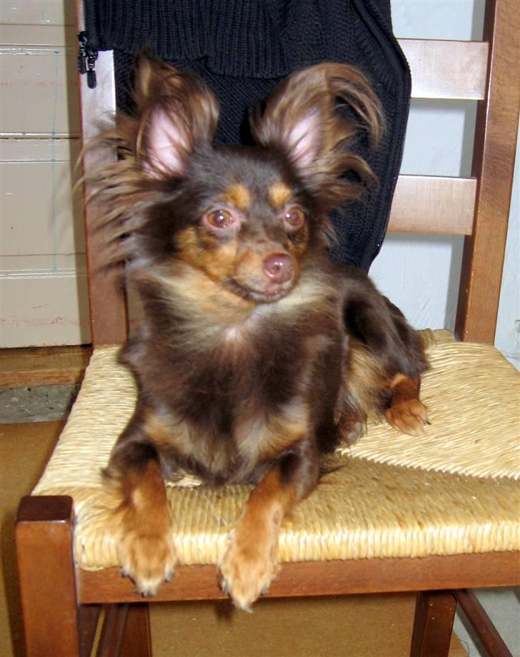 Chihuahua Diva billede 15