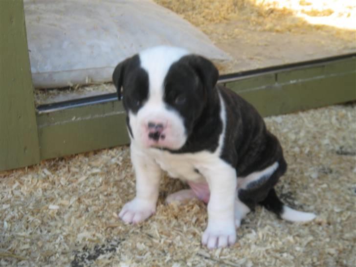 Amerikansk bulldog Carlos - Carlos 5 uger billede 5
