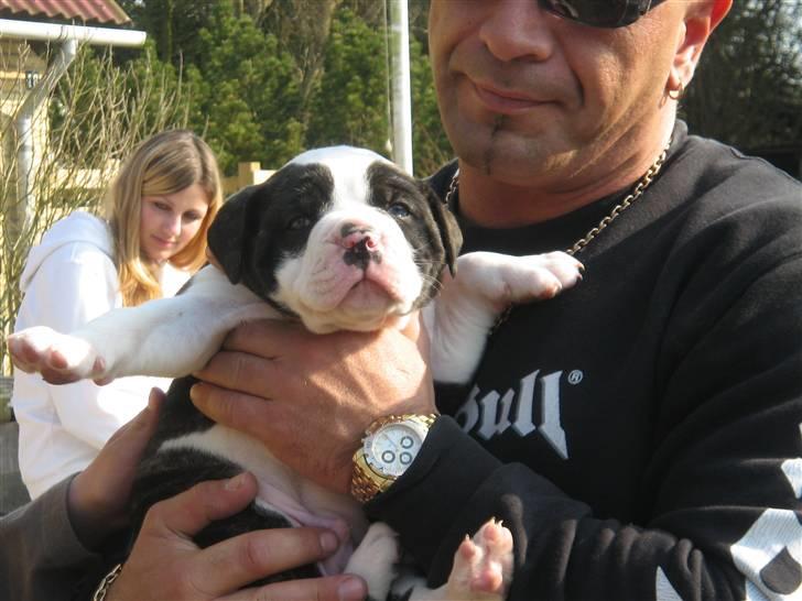 Amerikansk bulldog Carlos - Calos 5 uger billede 7