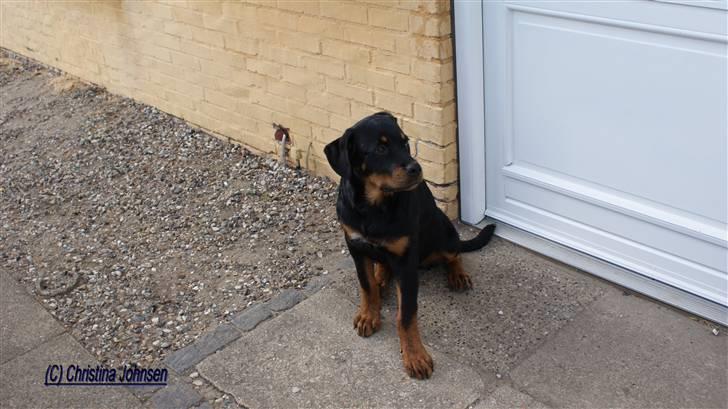 Rottweiler Diego ( Solgt ) billede 12