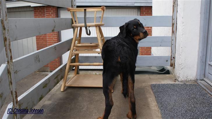 Rottweiler Diego ( Solgt ) billede 13