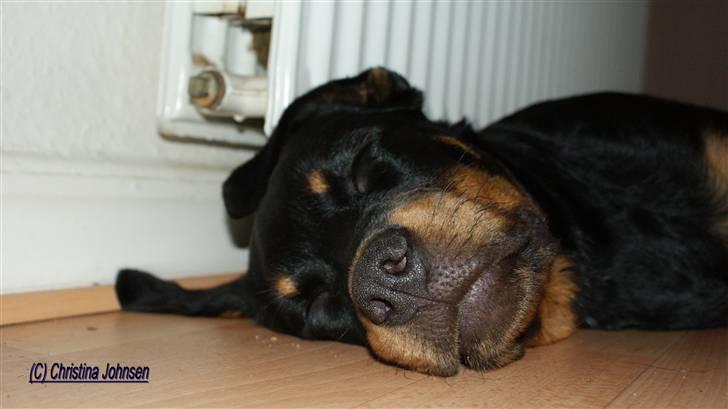 Rottweiler Diego ( Solgt ) billede 14