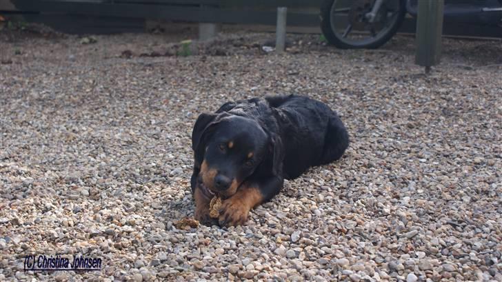 Rottweiler Diego ( Solgt ) billede 15