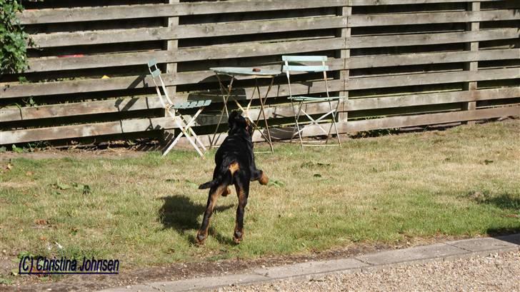 Rottweiler Diego ( Solgt ) billede 16