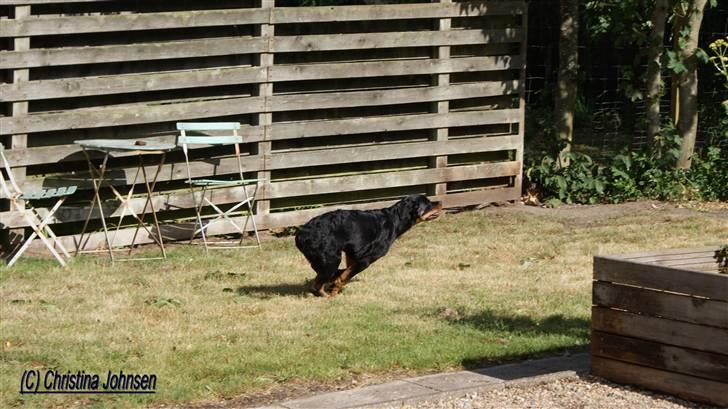 Rottweiler Diego ( Solgt ) billede 17