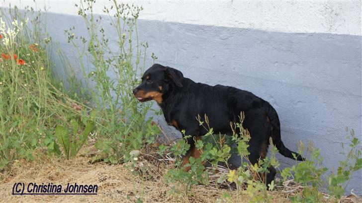 Rottweiler Diego ( Solgt ) billede 18