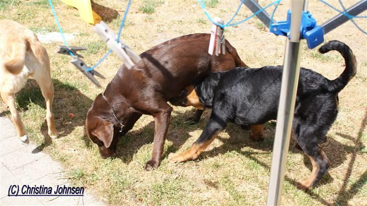 Rottweiler Diego ( Solgt ) billede 19