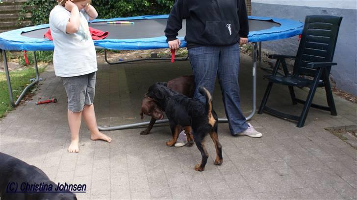 Rottweiler Diego ( Solgt ) billede 20