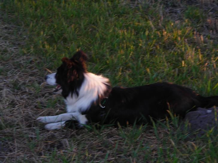 Border collie safir RIP billede 7