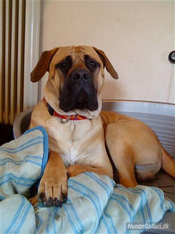 Boerboel .ZERO billede 1