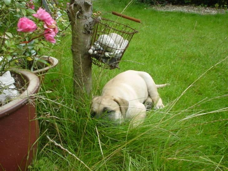 Boerboel .ZERO - HA nu kan min familie ikke finde mig.. billede 2