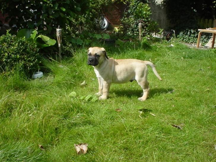 Boerboel .ZERO billede 3