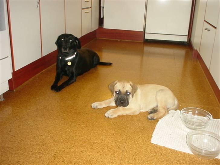 Boerboel .ZERO billede 4