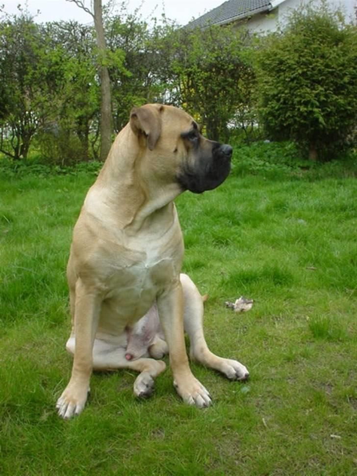 Boerboel .ZERO billede 5