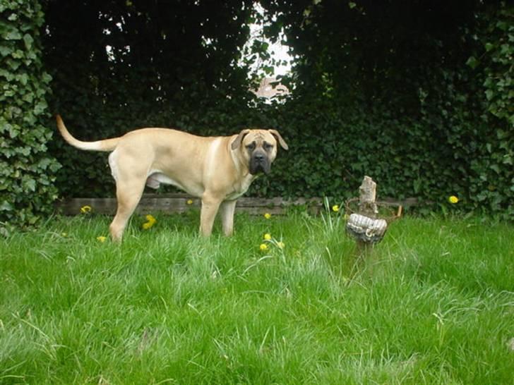 Boerboel .ZERO billede 6