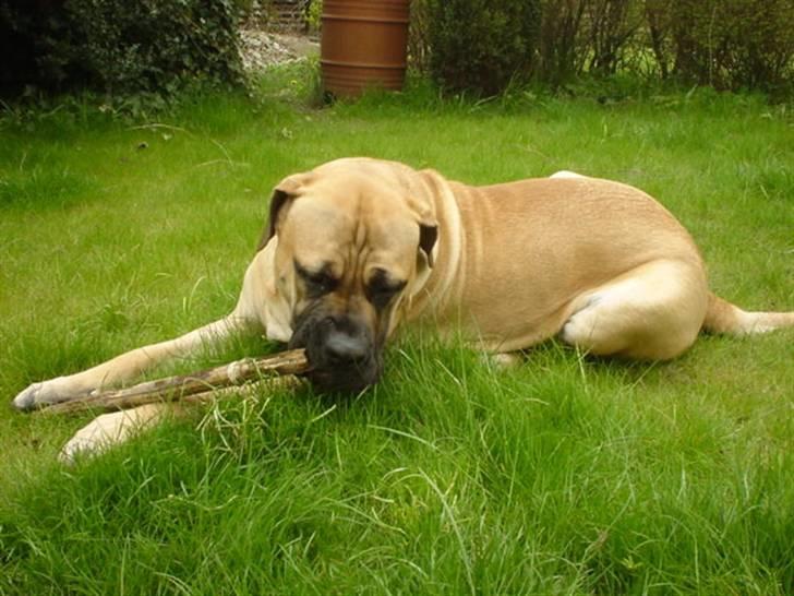 Boerboel .ZERO billede 7