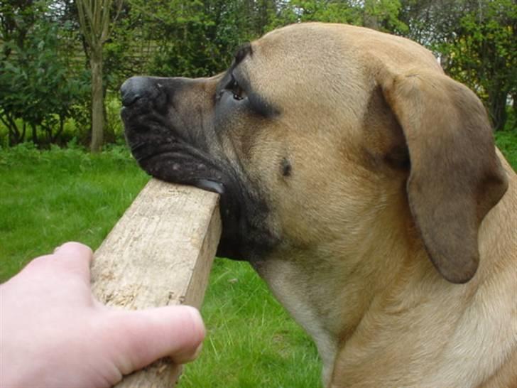 Boerboel .ZERO billede 8