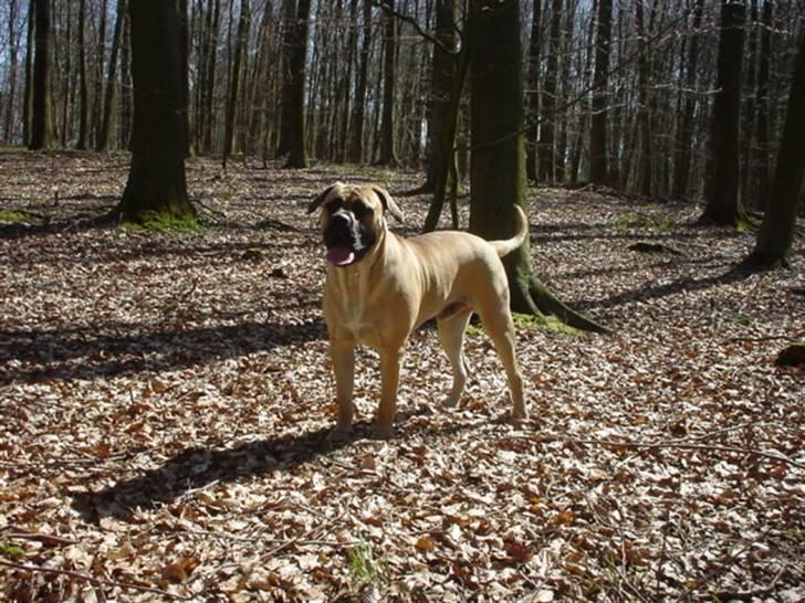 Boerboel .ZERO billede 10
