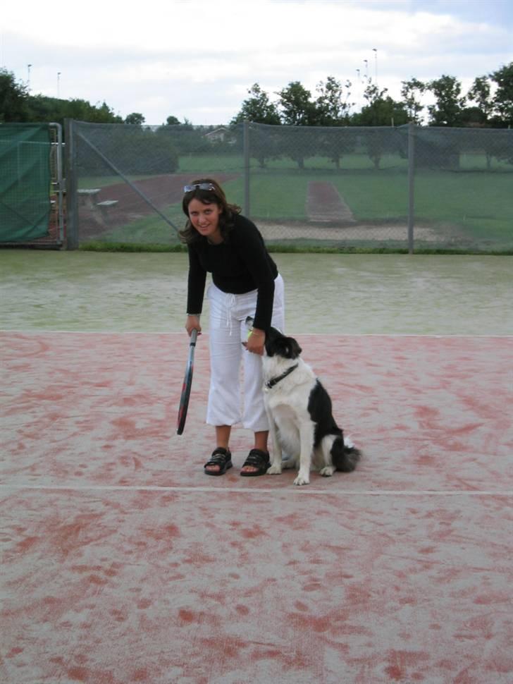 Border collie Andy (Canis) R.I.P - Andy som boldhenter :o) billede 4