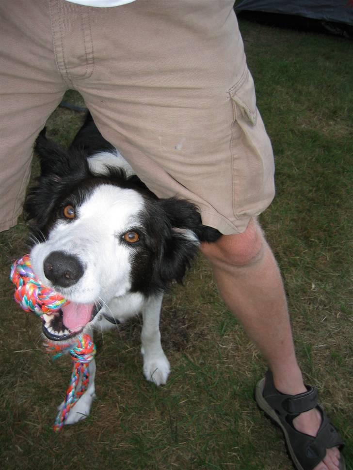Border collie Andy (Canis) R.I.P - Fjollehovedet Andy billede 5