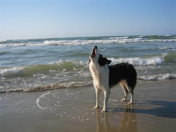 Border collie Andy (Canis) R.I.P - Skabekrukken Andy billede 6