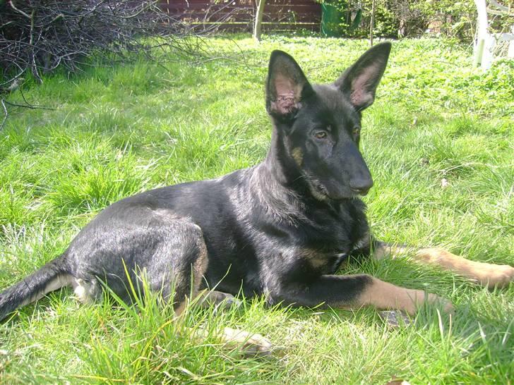 Schæferhund Ubi - I dybe tanker......eller lytter til japanske radiostationer? billede 12