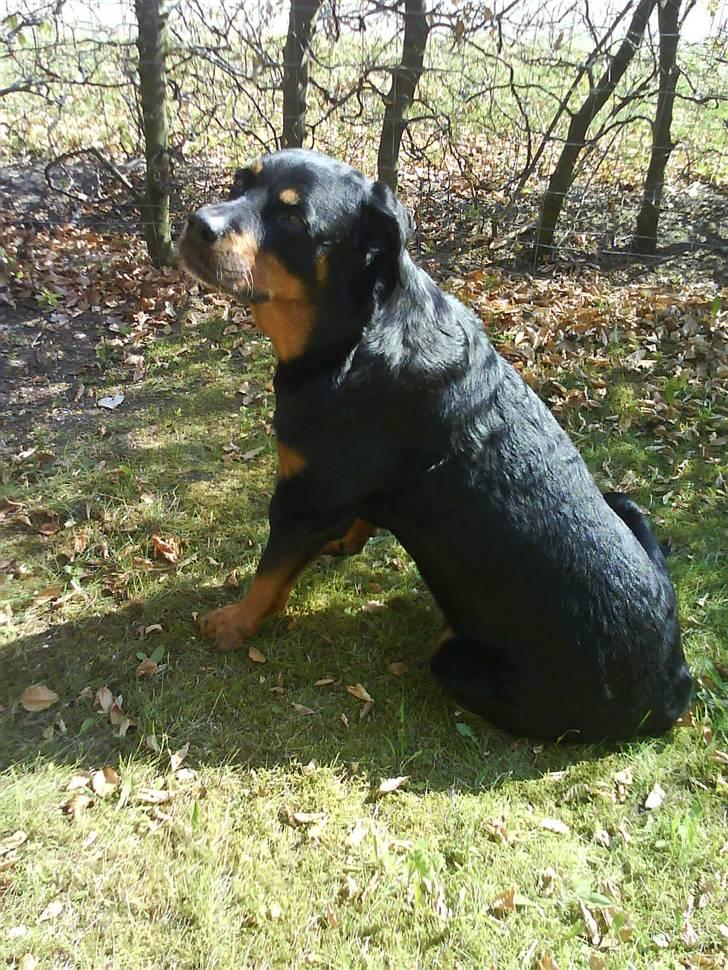 Rottweiler Malou (1997-2008) - en af de sidste dage i haven, april 2008 billede 20