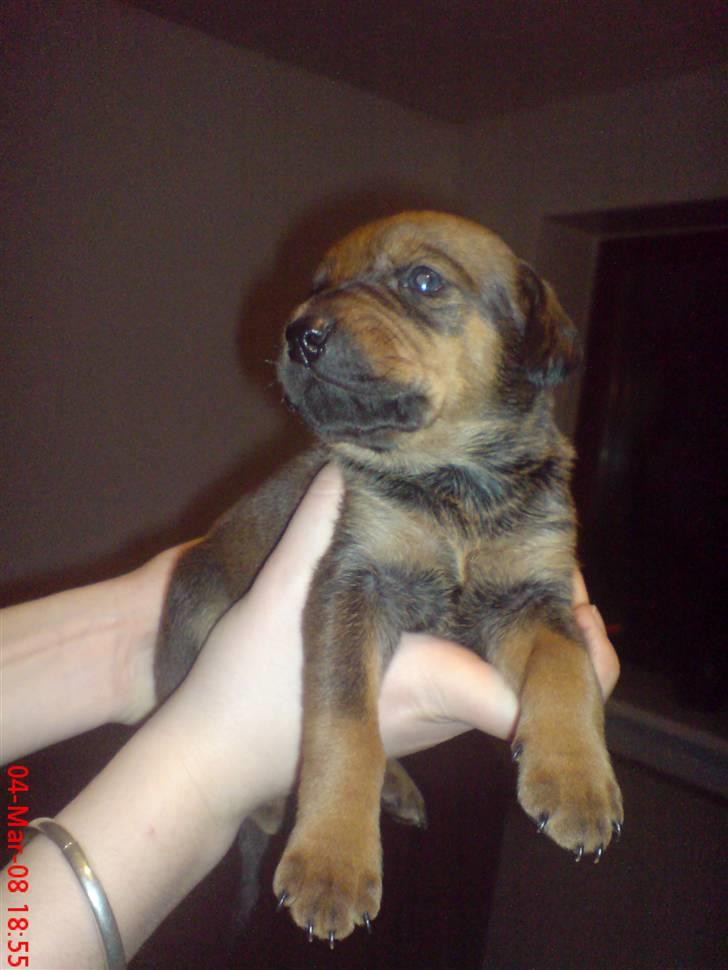 Blanding af racer Quila - Quila - 3 uger gammel, en stor verden venter dig min skat. billede 31