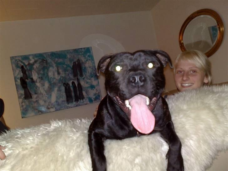 Staffordshire bull terrier Sanchez billede 17