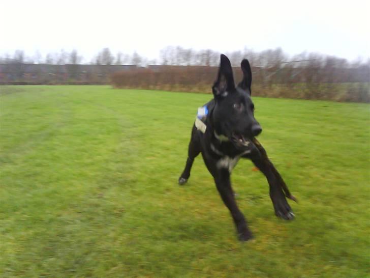 Blanding af racer Pepper <3 † Himmelhund † <3 - Jeg flyver :D billede 11