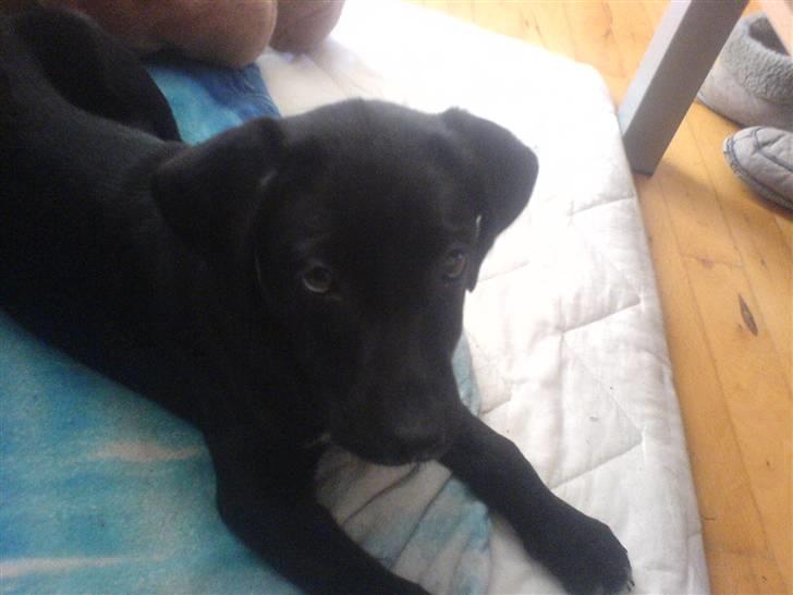 Blanding af racer Pepper <3 † Himmelhund † <3 - Far´s yndlings billed <3 billede 14