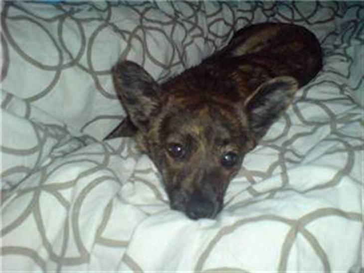 {{currentPhoto.altText}} billede {{currentPhoto.number}}