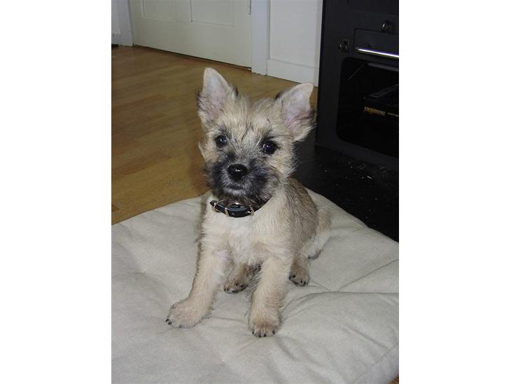 Cairn terrier Ferns Quickstepper billede 1