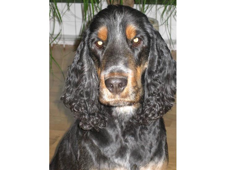 Cocker spaniel Bailey billede 1