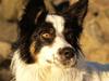 Border collie Taegeuk (Tajgo) [ Himmelhund]