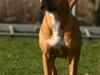 Amerikansk staffordshire terrier Chico [Tidl. hund]