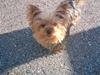 Yorkshire terrier Tabsi <3  [ Himmelhund]